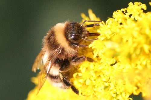 Bombus sp.